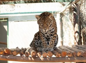 padrao-foto-g1-goias-8-